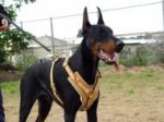 Exclusive Luxurious Handcrafted Padded Leather Dog Harness Perfect for your Doberman H10