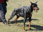 Doberman Royal Dog Harness - Exclusive Design Leather Harness