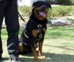 Luxury handcrafted dog harness- Rottweiler dog