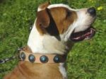 Gorgeous Wide Tan Leather Dog Collar - Fashion Exclusive Design,Special33