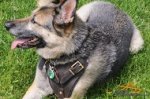 Roxy in Leather German Shepherd Harness for Walking and Training