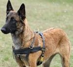 Tracking / Pulling / Agitation Leather Dog Harness For Malinois H5