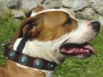 Gorgeous Wide Brown Leather Dog Collar - Fashion Exclusive Design