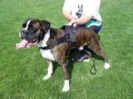 All Weather dog harness for tracking / pulling Designed to fit Boxer - H6