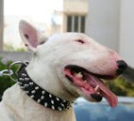 Bull Terrier 3 Rows Leather Spiked Dog Collar -S44
