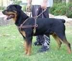 Tracking/Pulling Leather Dog Harness- Rottweiler large harness