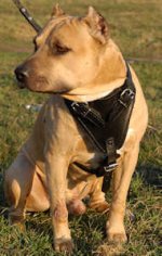 Agitation/Protection Leather Dog Harness for Amstaff/terrier