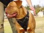 Agitation/Protection Leather Dog Harness for Dogue de Bordeaux