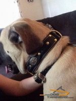 Royal Design Leather Collar for Royal Canine - Mastiff Nappa Padded Collar