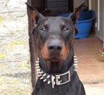 Black Leather Spiked Dog Collar - s33_1