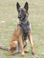 Exclusive Luxurious Handcrafted Padded Leather Dog Harness Malinois