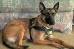 Tracking / Pulling / Agitation Leather Dog Harness For Belgian Malinois H5
