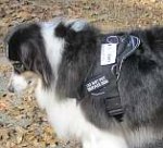 Carly Australian Shepherd wearing our All Weather Extra Strong Nylon Harness - H6
