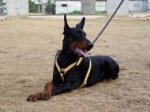 Agitation Leather Dog Harness Padded_61