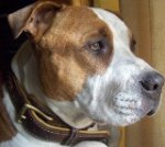 Stevie showing off in Royal Nappa Padded Hand Made Leather Dog Collar - C43