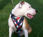 Handpainted Leather Dog Harness for Pitbull Agitation and Protection Training