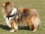 Tracking/Pulling Leather Dog Harness- Collie harness