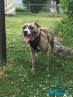 Zara Looks Amazing in Attack Training Leather Pitbull Harness