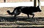 Any Weather Nylon Dog Leash for Tracking/Training/Walking