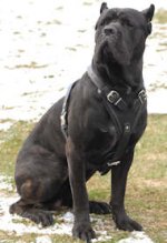 Agitation/Protection Leather Dog Harness for Cane corso breed