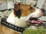 Gorgeous Leather Dog Collar - Fashion Exclusive Design