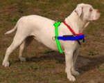 Agitation Leather Dog Harness Padded_56