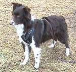 Joey wearing our exclusive Agitation / Protection / Attack Leather Dog Harness Perfect For Your Australian Shepherd H1