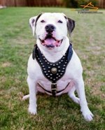 Athena American Bulldog Wears Her Studded Leather Harness with Proud and Grace