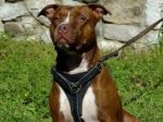 Multipurpose Training Leather Pitbull Harness with Adjustable Straps