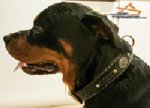 Rottweiler Looks Absolutely Gorgeous in Braided Leather Dog Collar