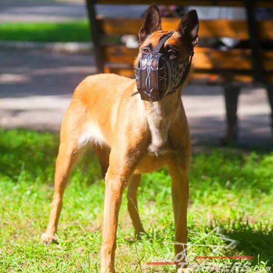 belgian malinois muzzle