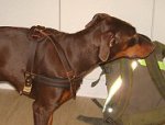 Tracking / Pulling / Agitation Leather Dog Harness For Doberman H5_2