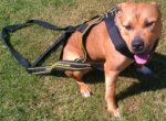 Gorgeously looking pet in new Weight Pulling Dog Harness