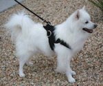 *All Weather Extra Strong Nylon Harness - H6 for American Eskimo Dog