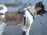 Agitation / Protection / Attack Leather Dog Harness Perfect For Your Akita H1