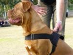 Any Weather Nylon Dog Harness with Handle