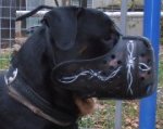 Cool Rotty in Hand Painted Leather Dog Muzzle