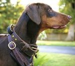 2 ply wide leather dog collar with handle-C33_3