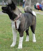 Akita Protection Leather Dog Harness- custom dog harness
