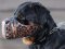 'Magma Style' Dog Muzzle Prevents Chewing