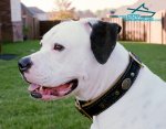 Royal Nappa Padded Hand Made Leather Collar for American Bulldog