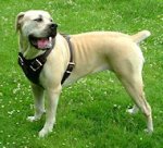 Agitation / Protection / Attack Dog Harness Perfect For Your Boerboel Mastiff H1