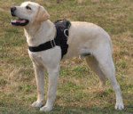 Nylon multi-purpose dog harness for tracking/pulling Labrador