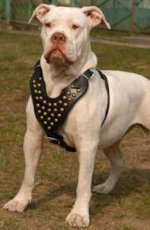 Studded Walking dog harness for american bulldog