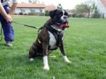 Agitation Leather Dog Harness Padded_10