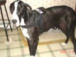 Service Dog Felicia wearing our All Weather Extra Strong Nylon Harness