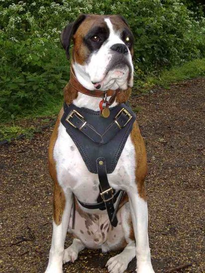 Boxer H1 Agitation / Protection / Attack Leather Dog Harness