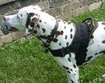 Marcus Dalmatian looks Happy in his new All Weather Nylon dog harness for tracking / walking - H6_1