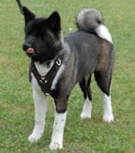 Akita Exclusive Handcrafted Leather Dog Harness- Akita Inu