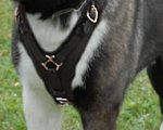 Alaskan Malamute Exclusive Handcrafted Leather Dog Harness